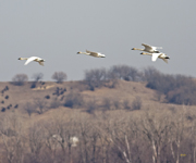 Trumpeter Swans 6794